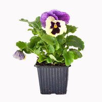 Johnny-Jump-Up Starter Plant - 4"