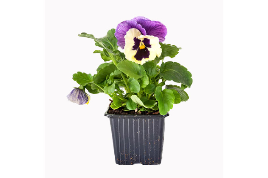 Johnny-Jump-Up Starter Plant - 4"