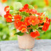 Nasturtiums in 6" terra cotta pot Nasturtiums in 6" terra cotta pot