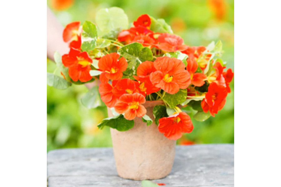 Nasturtiums in 6" terra cotta pot Nasturtiums in 6" terra cotta pot