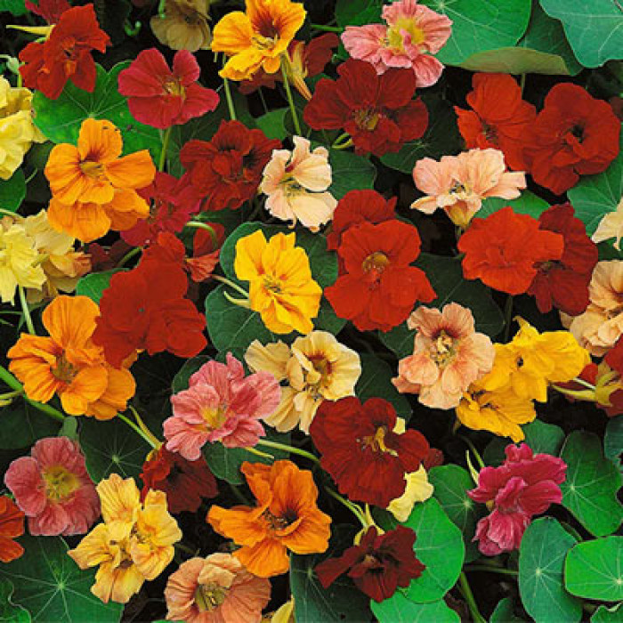 Nasturtiums