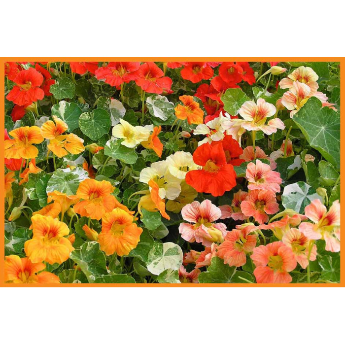 Nasturtiums