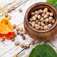 Nasturtium Seeds Nasturtium Seeds