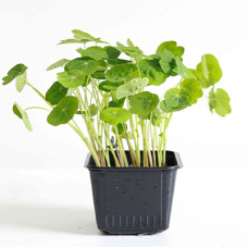 Nasturtium Starter Plant - 4"