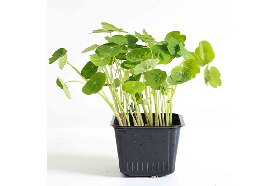 Nasturtium Starter Plant - 4"