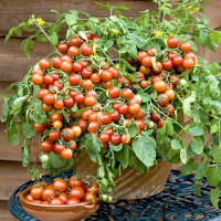 Grape Tomatoes in 6" terra cotta pot