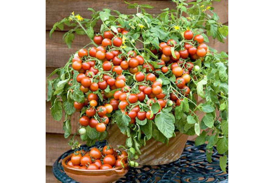 Grape Tomatoes in 6" terra cotta pot