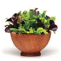 Lettuce in 6" terra cotta pot