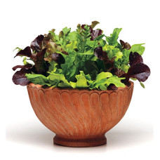 Lettuce in 6" terra cotta pot