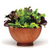 Lettuce in 6" terra cotta pot