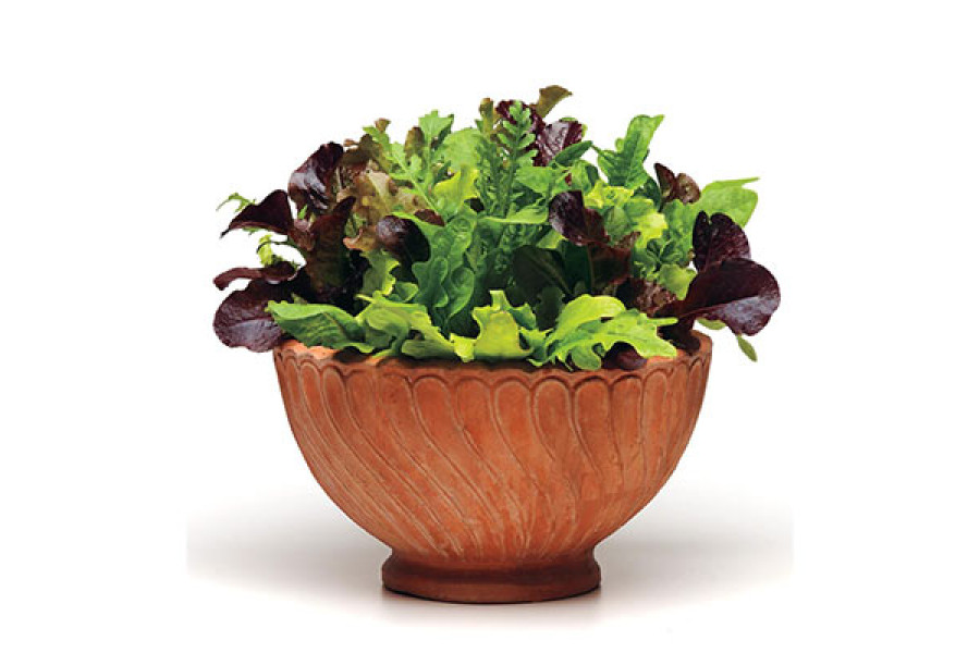 Lettuce in 6" terra cotta pot