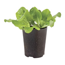 Lettuce Starter Plant - 4"