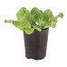 Lettuce in 6" terra cotta pot