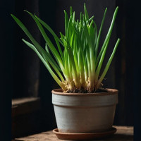 Green Onions in 6" terra cotta pot