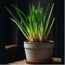 Green Onions in 6" terra cotta pot