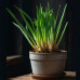 Green Onion Starter Plant - 4"