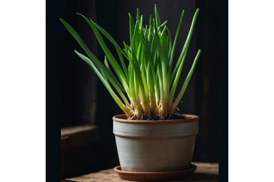 Green Onions in 6" terra cotta pot