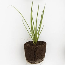 Green Onion Starter Plant - 4"