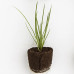 Green Onion Starter Plant - 4"