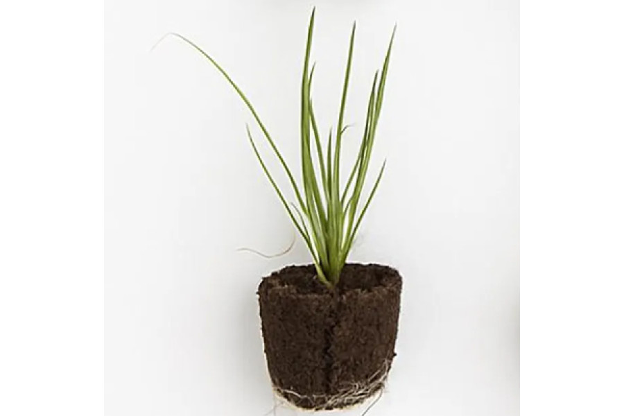 Green Onion Starter Plant - 4"