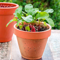 Belle Radish in 6" terra cotta pot