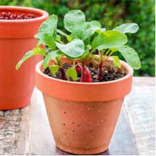 Belle Radish in 6" terra cotta pot