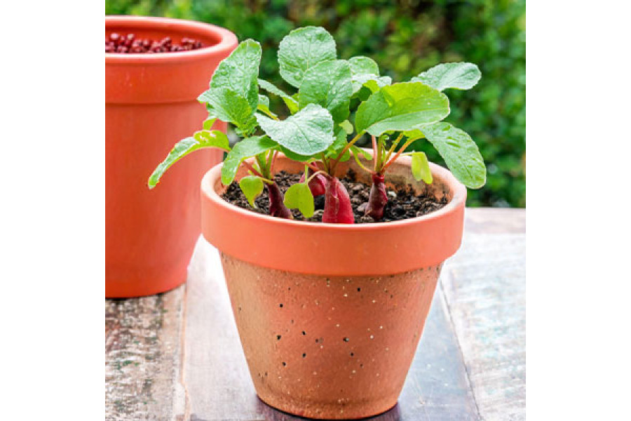 Belle Radish in 6" terra cotta pot
