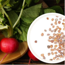 Belle Radish Seeds