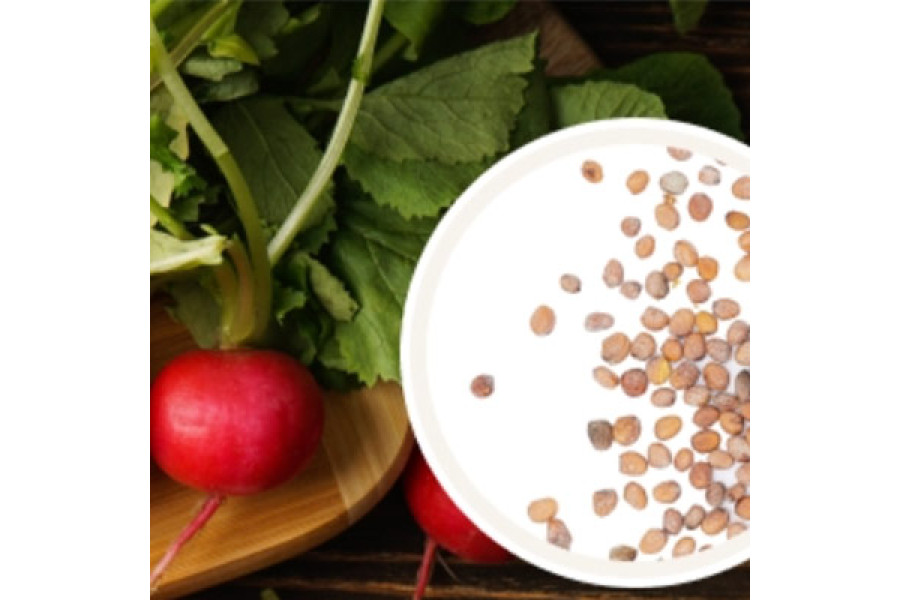 Belle Radish Seeds