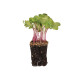 Belle Radish in 6" terra cotta pot
