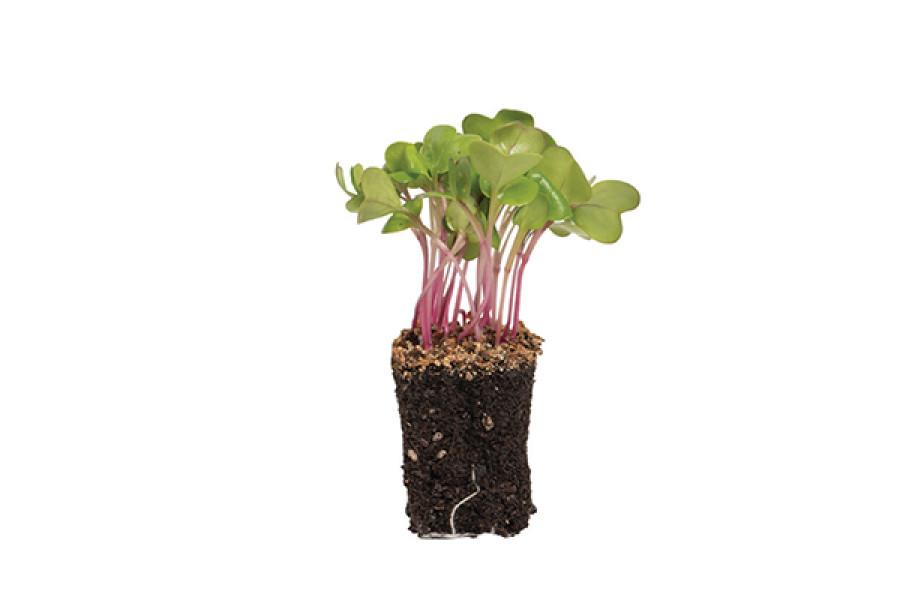 Belle Radish Starter Plant - 4"
