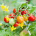 Grape Tomato Seeds
