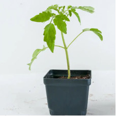 Grape Tomato Starter Plant - 4"