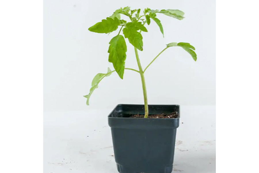 Grape Tomato Starter Plant - 4"