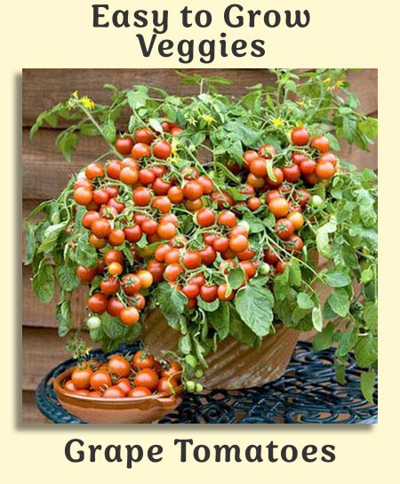 Easy To Grow Veggies